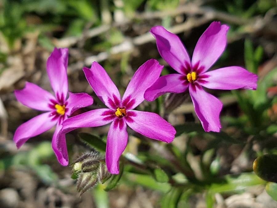 Phlox subulato 22