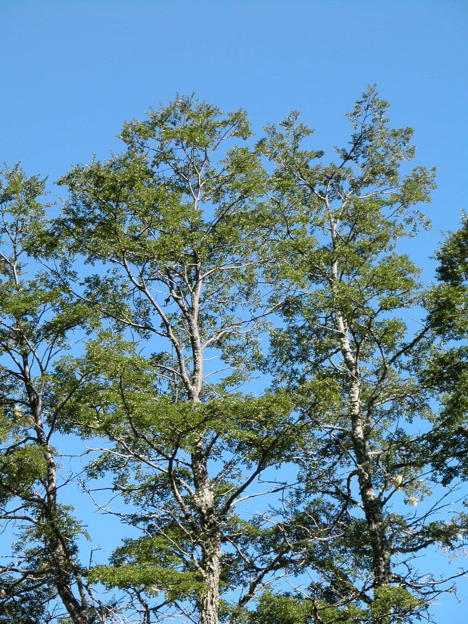 Nothofagus 20