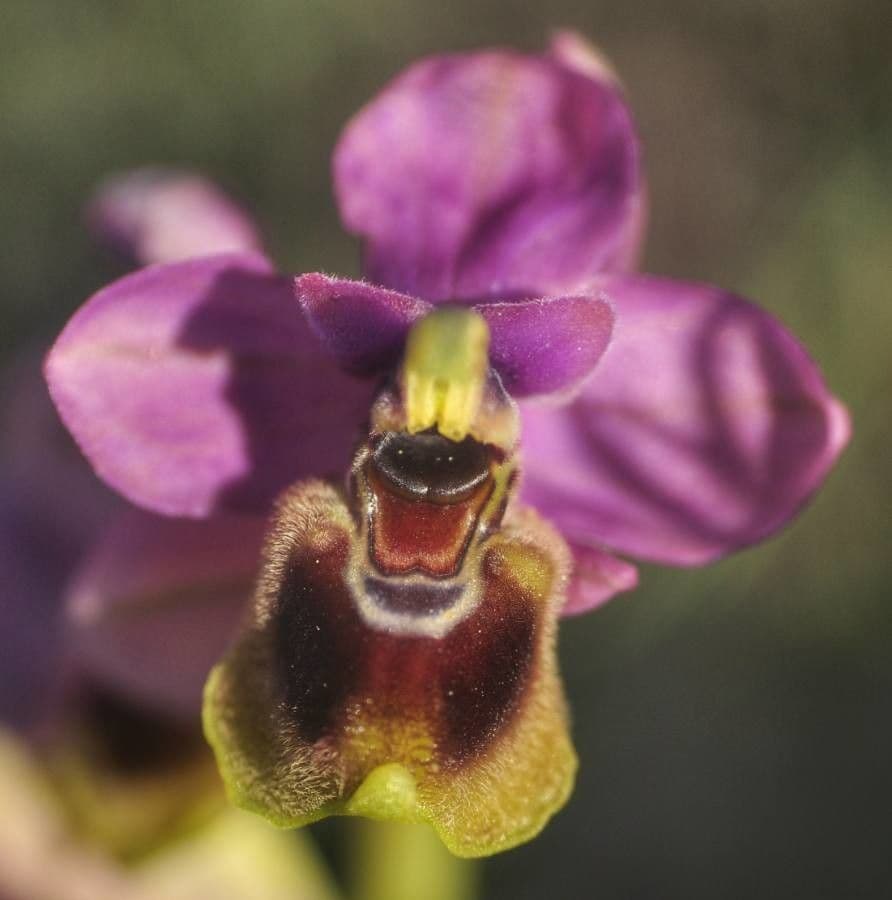 Ophrys tenthredinifera 5