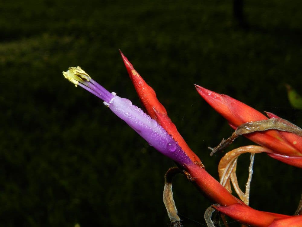 Tillandsia flexueuse