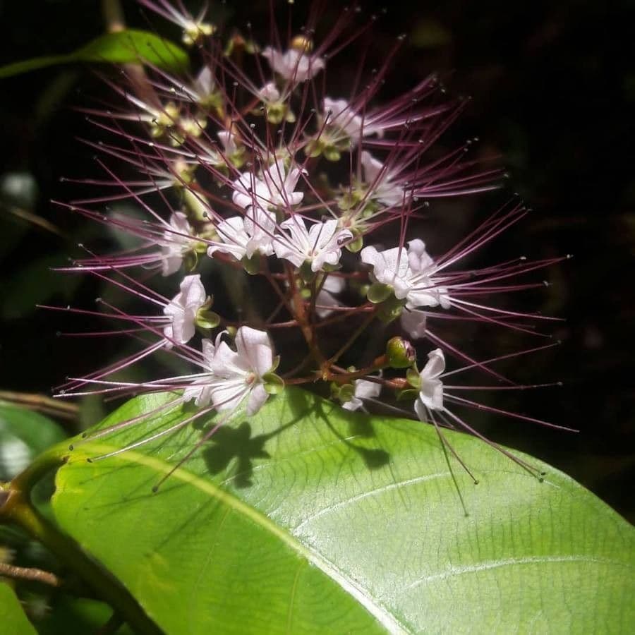 Hirtella triandra 10