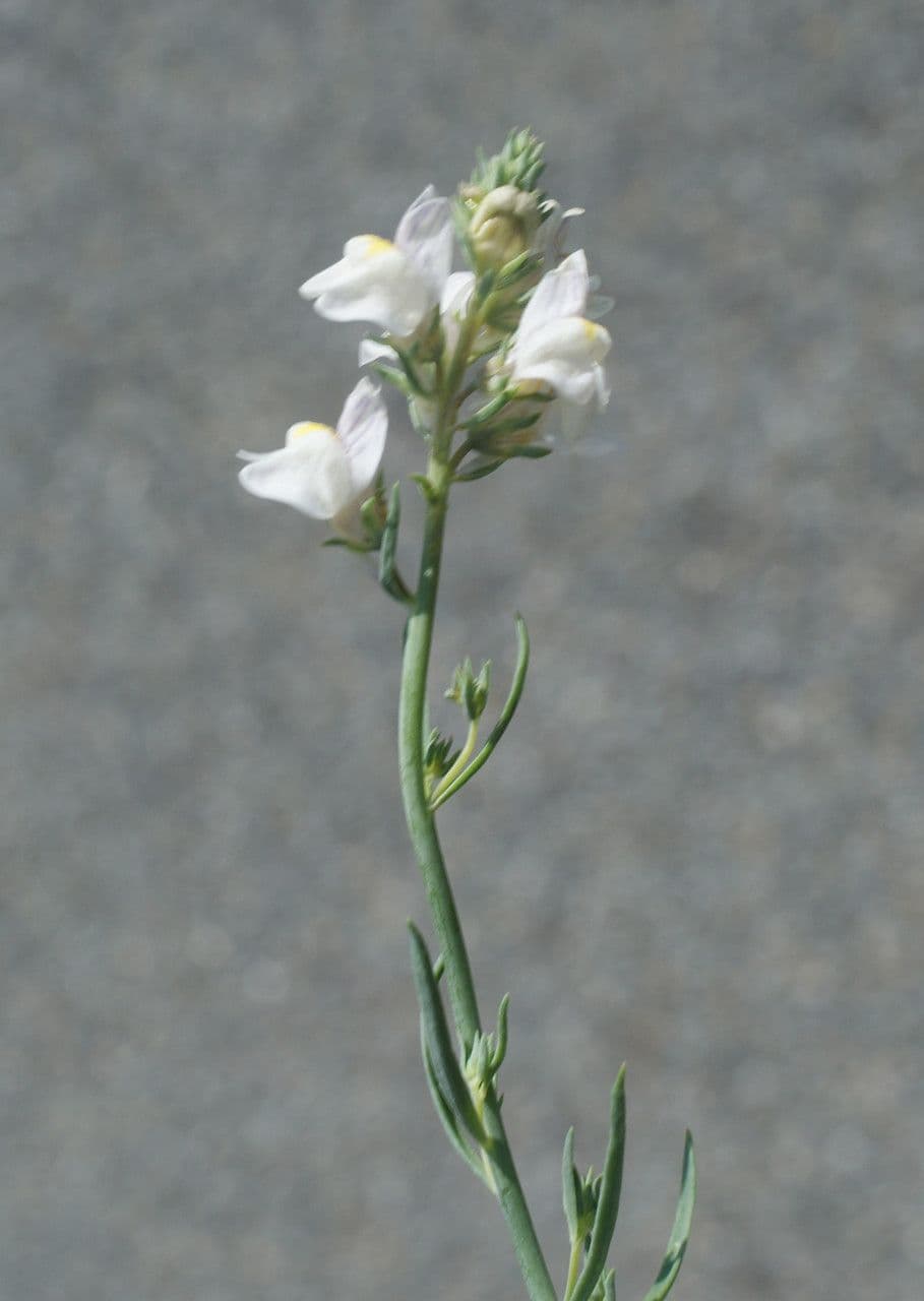 Linaria strisciante 28
