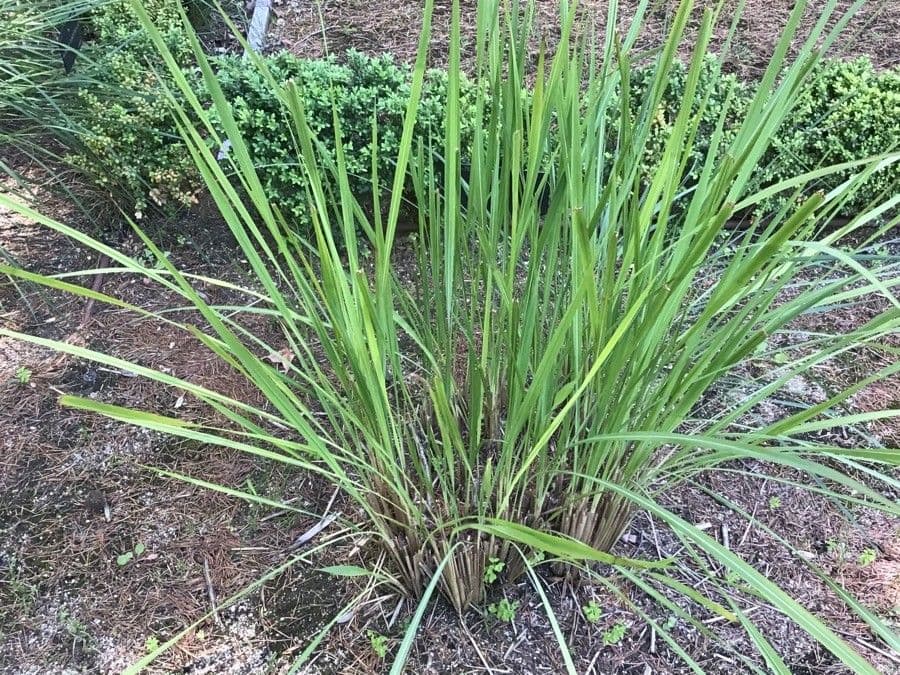Saccharum 6