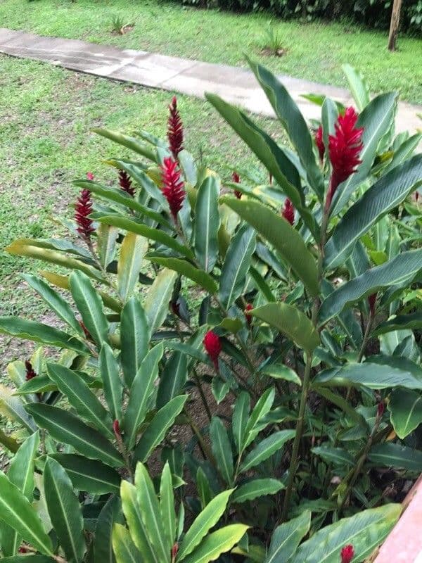 Zázvor purpurový 16