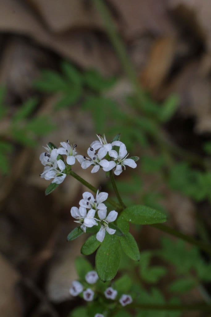 Erigenia bulbosa 3