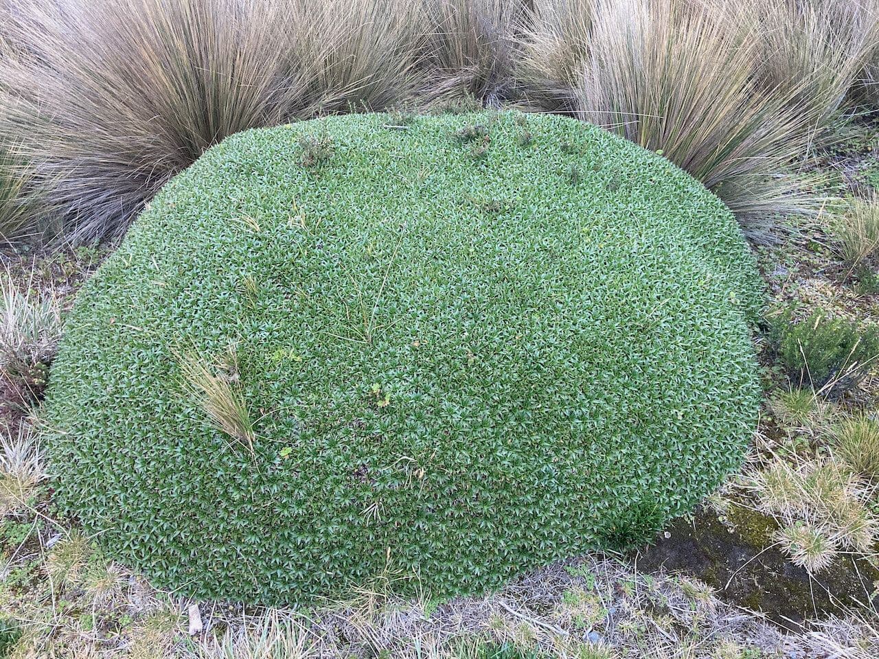 Plantago rigida 6