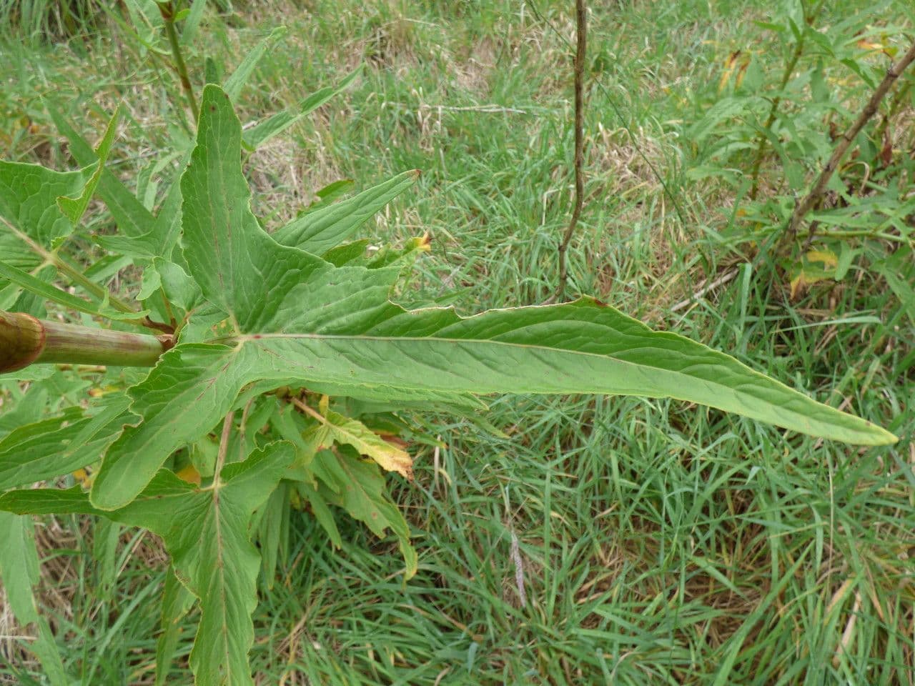 Acetosa abissina 10