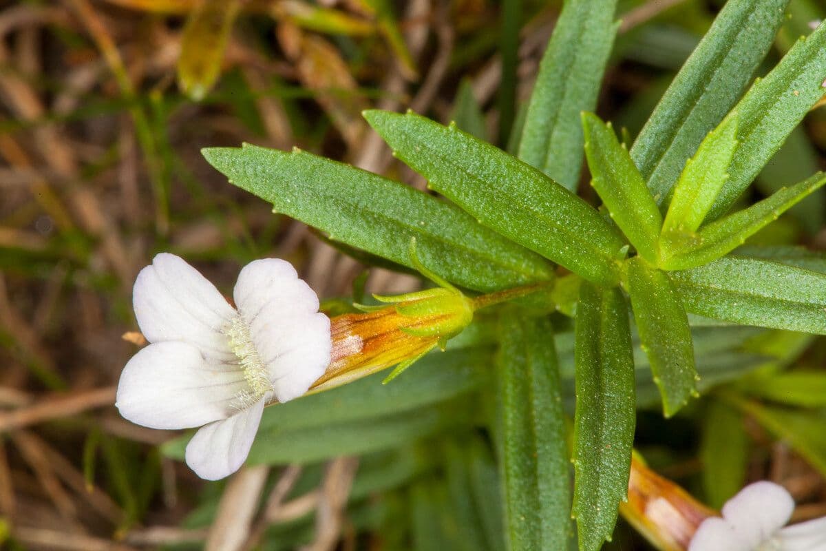 Graciola lekárska 17