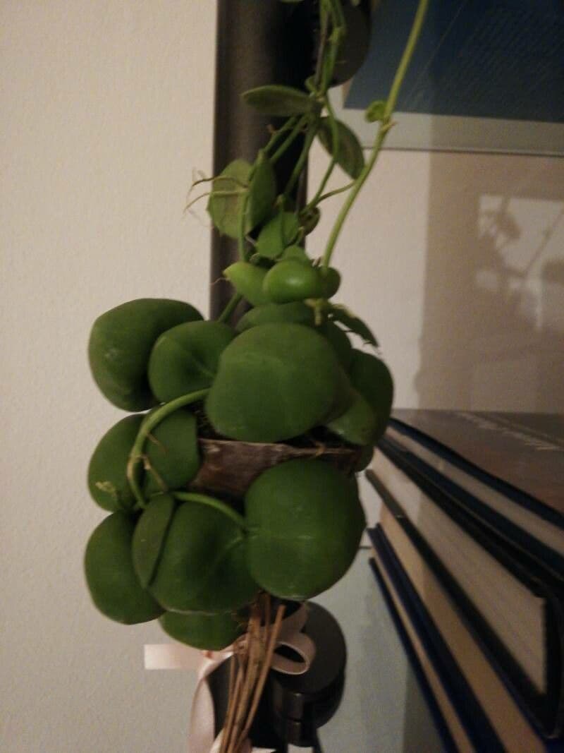 Dischidia