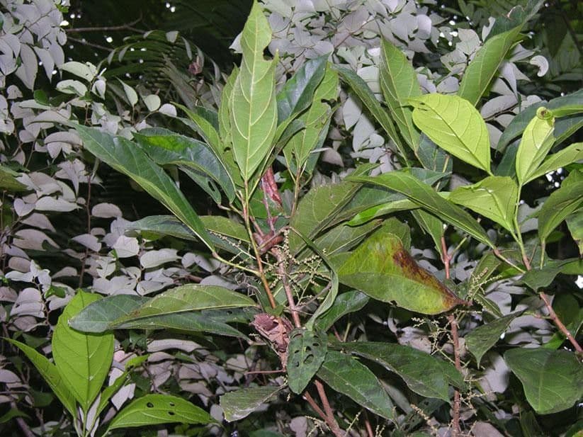 Achiotillo 6