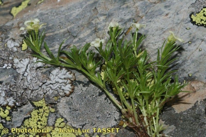 Rubiacea 17