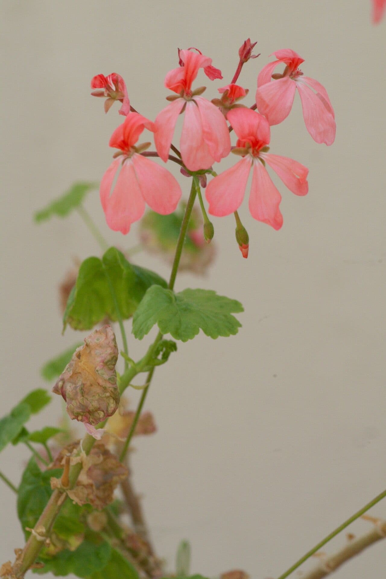 Geranium 2