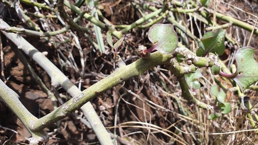 Kleinia odorosa 13
