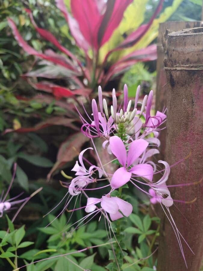 Pavučinkový kvet 7