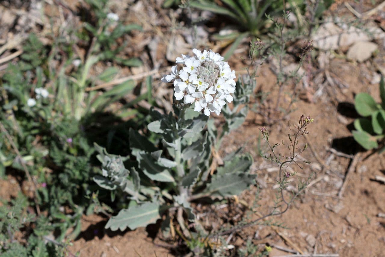 Dimorphocarpa