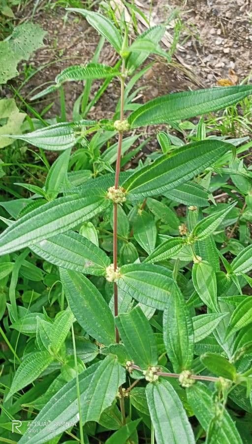 Gonostegia peluta 5