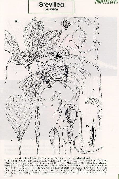 Grevillea 2
