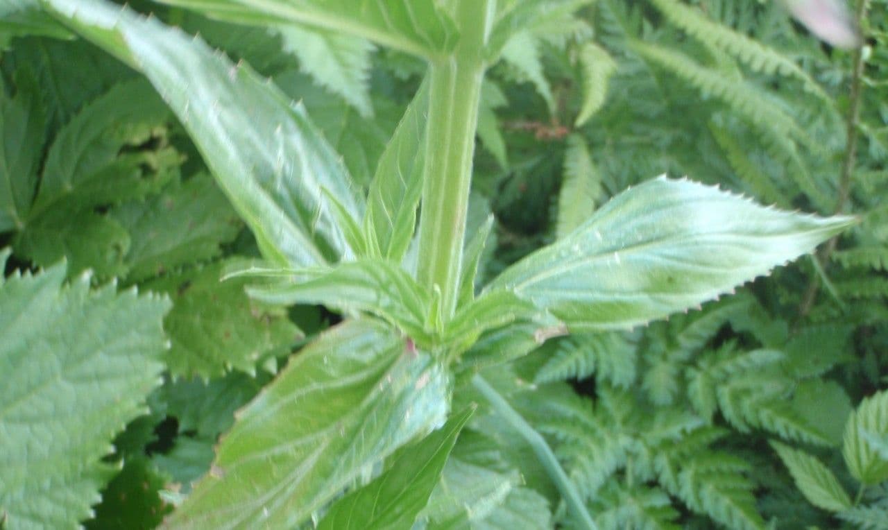 Epilobium alpestre 25