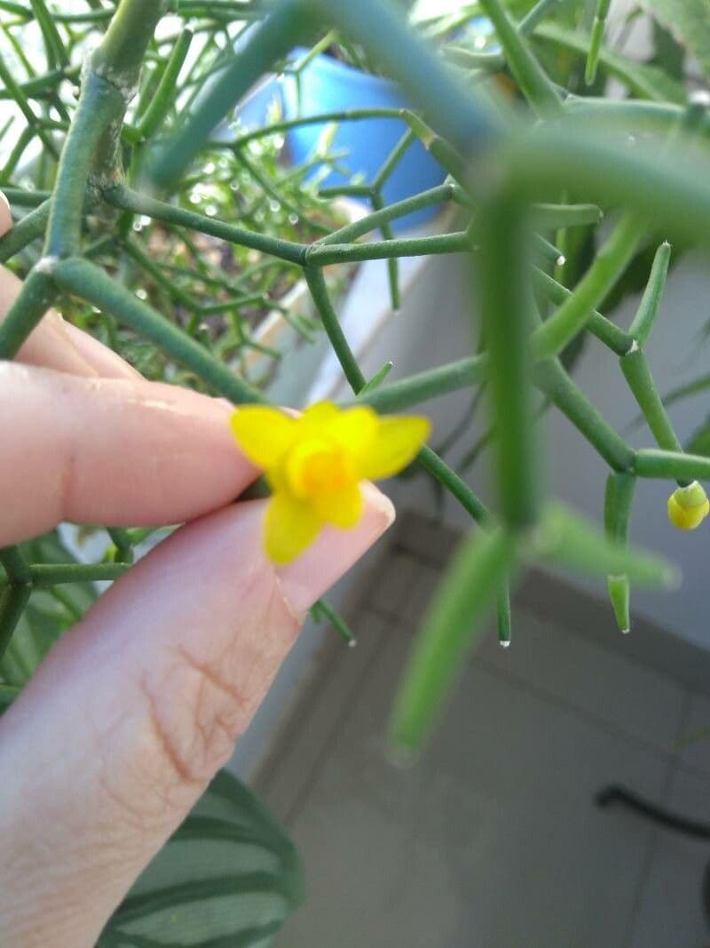 Rhipsalis clavata 8