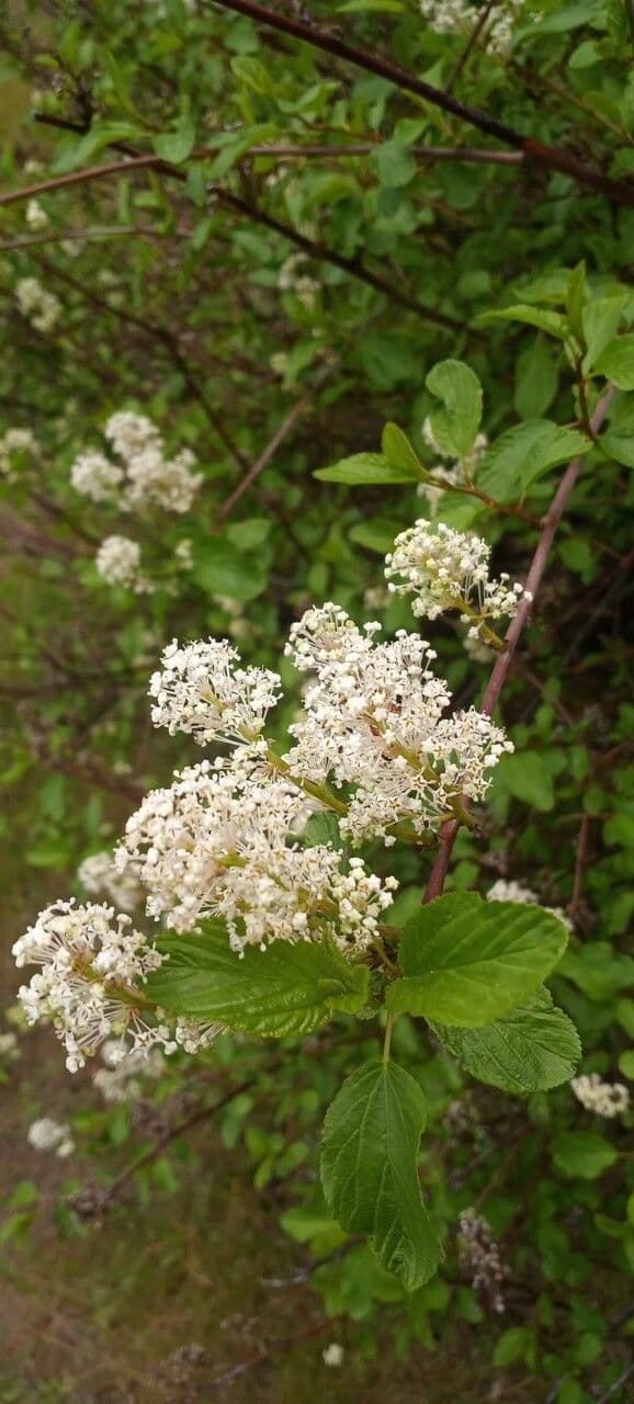 Krvavý ceanothus 2