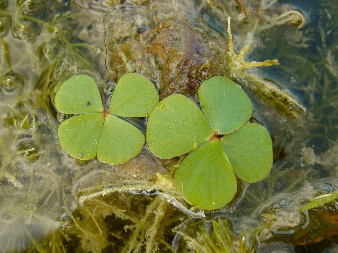 Marsilea velkonohá