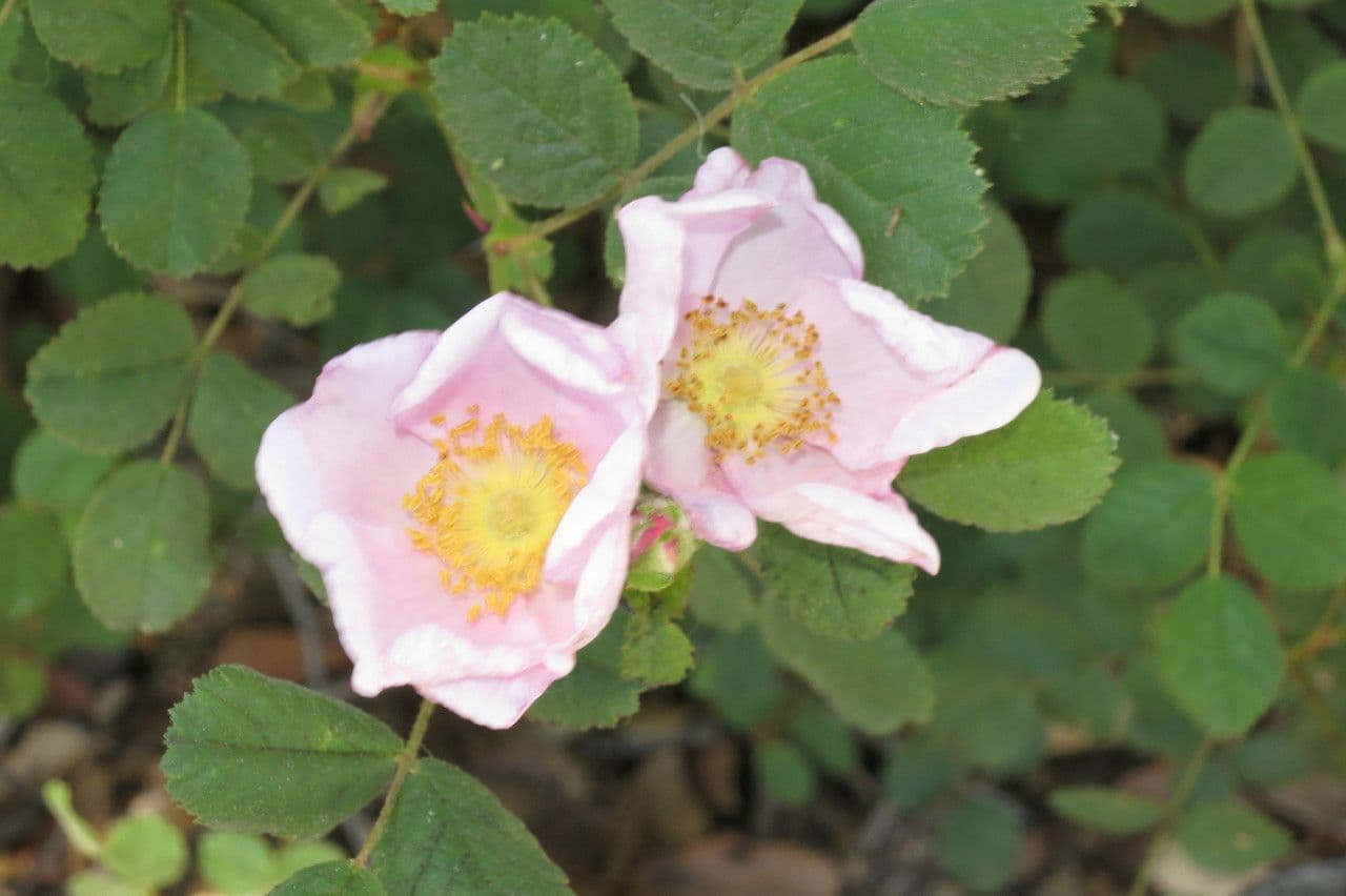 Rosa californiana 3