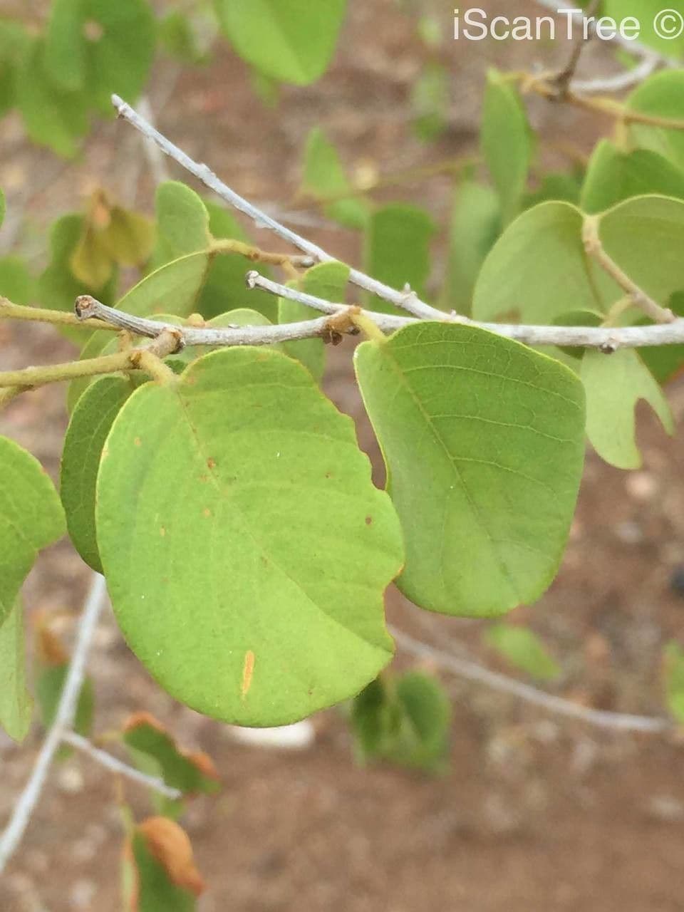 Pseudolachnostylis 12