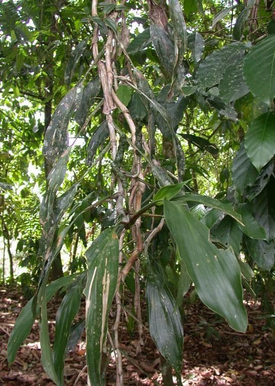 Ludovia 4