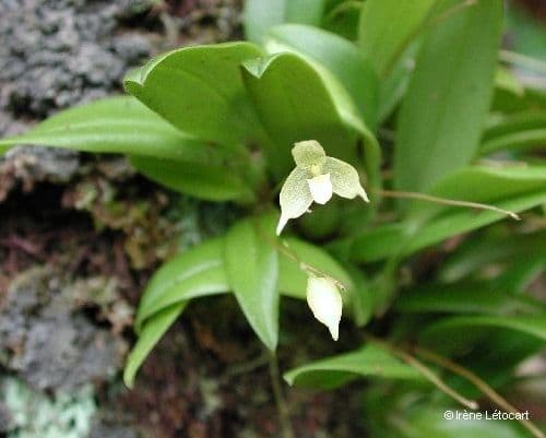 Bulbophyllum 6