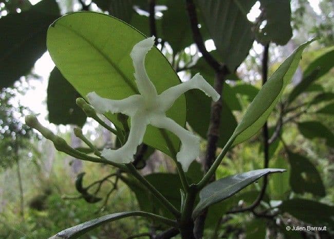 Tabernaemontana 6