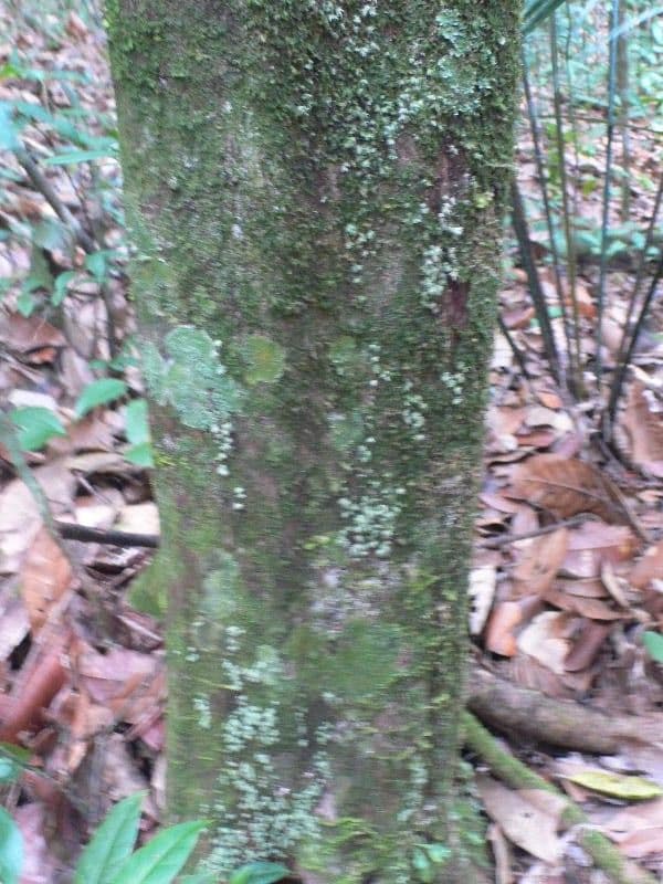 Duroia 7