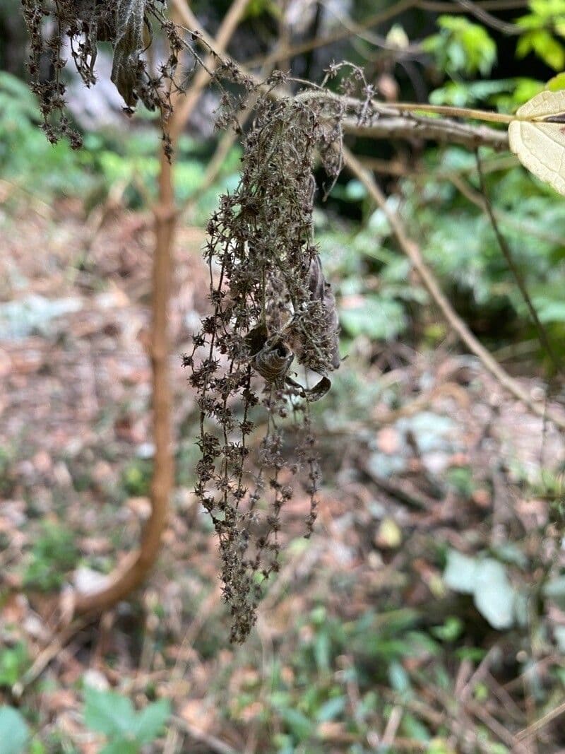 Gesnouinia