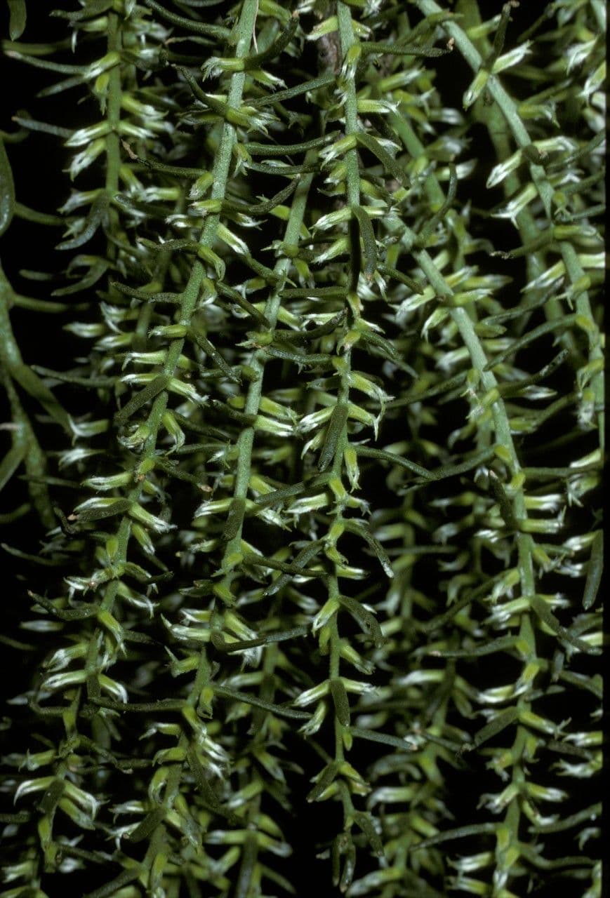 Misodendrum 9