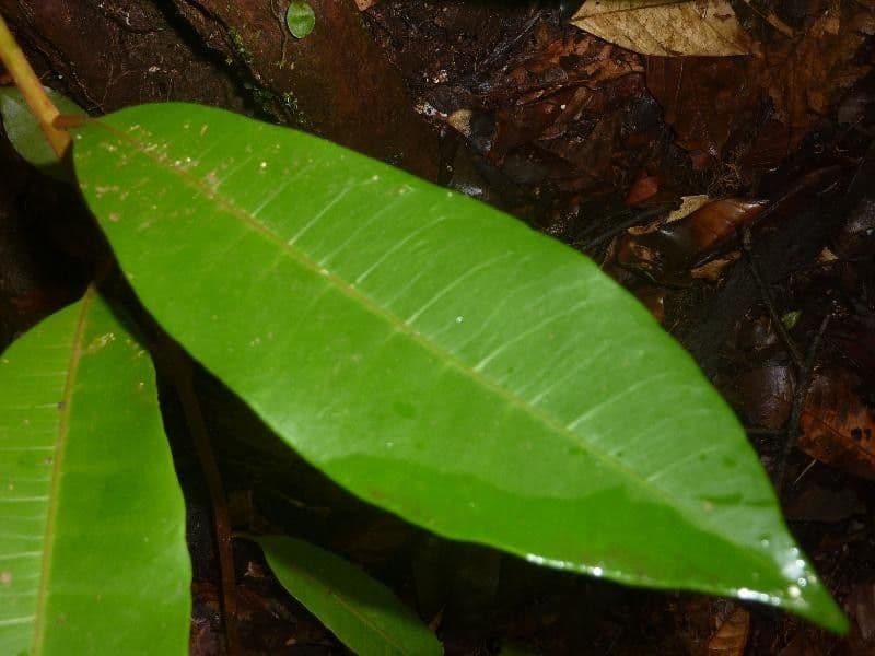 Pouteria 5