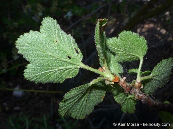 Ribes senza odore 11