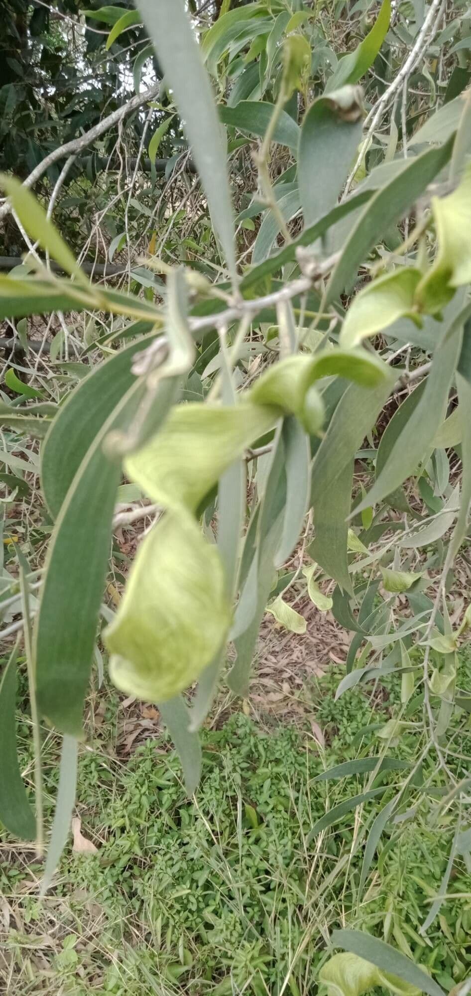 Candelabra wattle