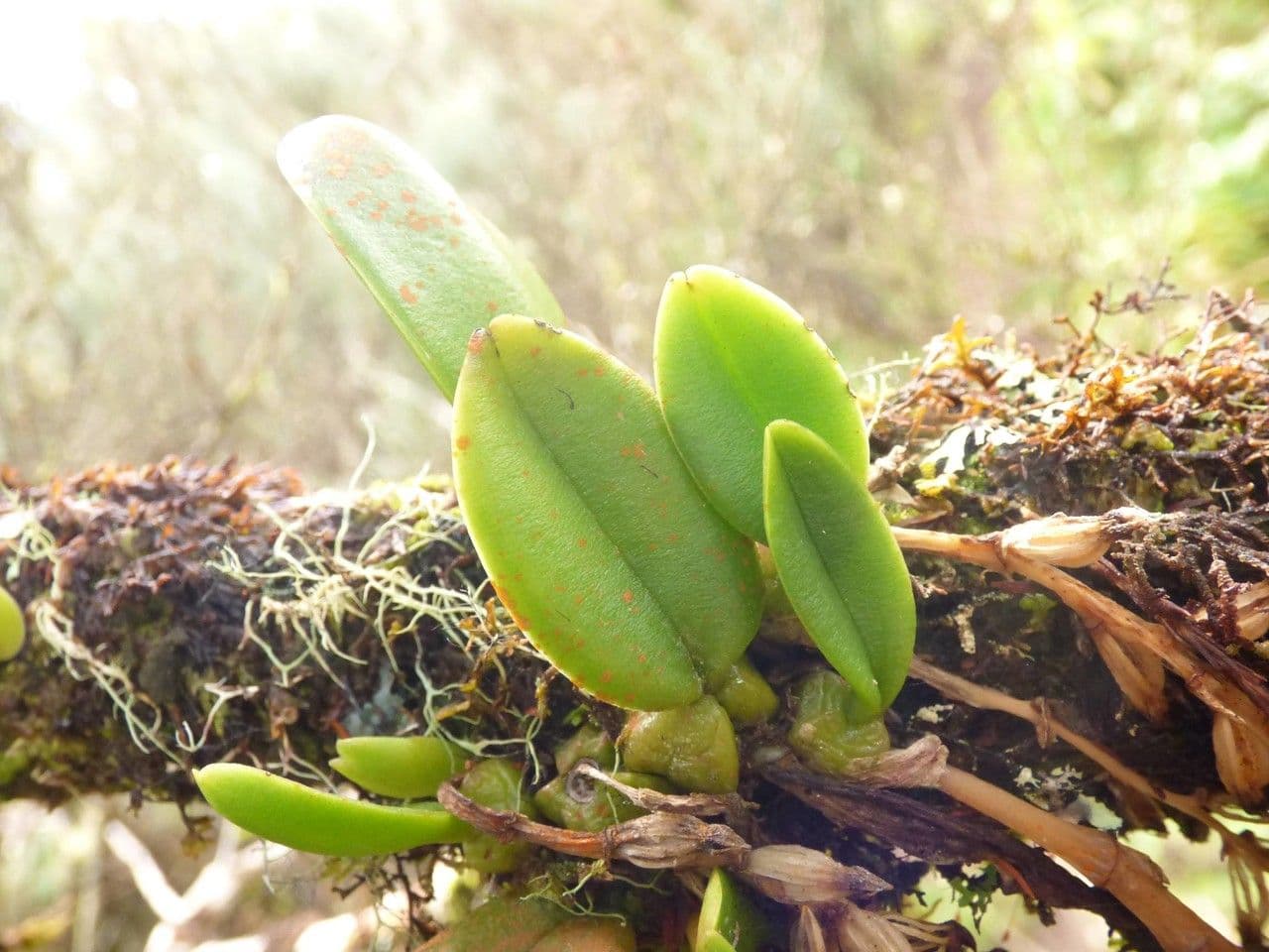 Bulbophyllum 17