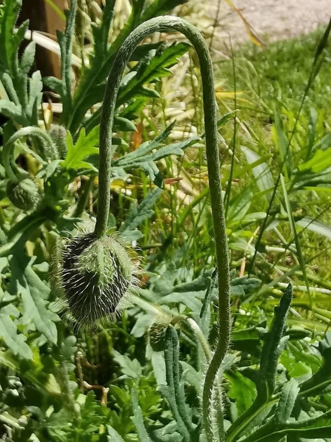 Saat-Mohn 27