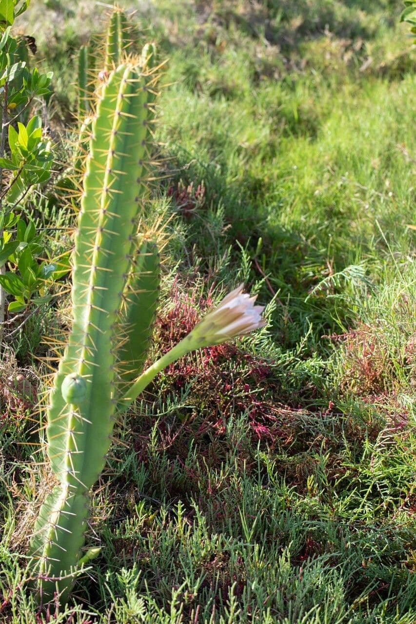Cereus 2