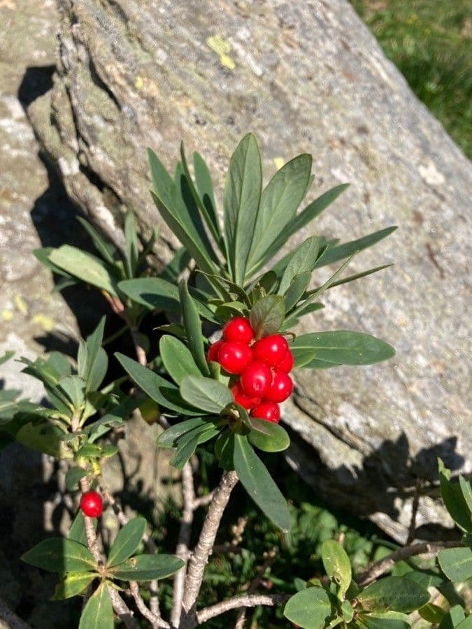 Fior di stecco 2