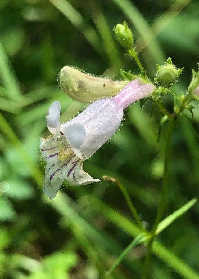 Penstemon 2