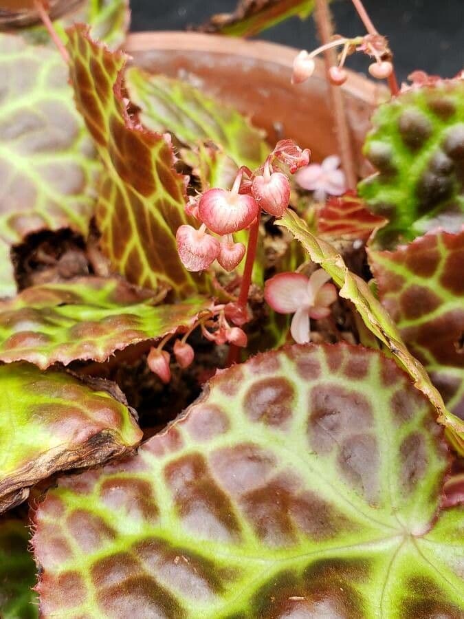 Begonia 3
