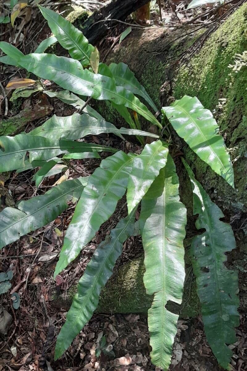 Campyloneurum 3