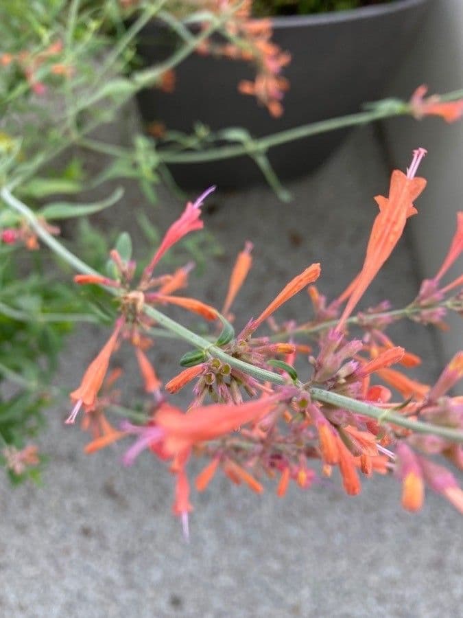 Agastache 4