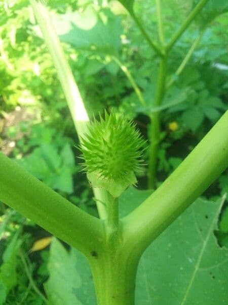 Datura di Wright 25