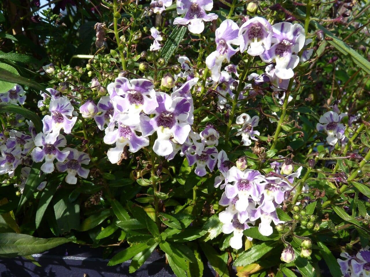 Angelonia 15