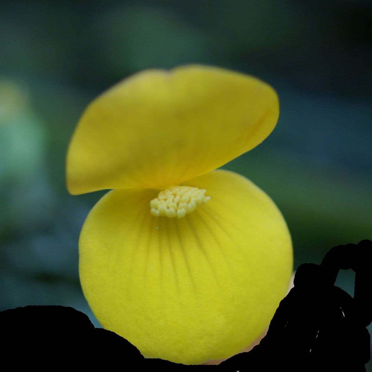 Begonia 2