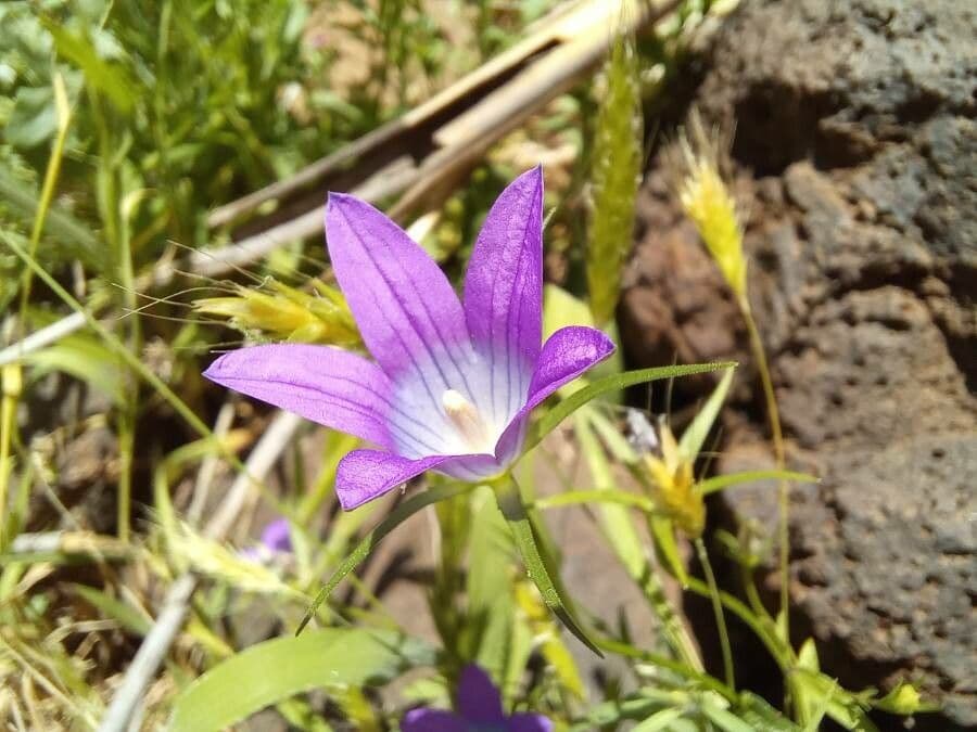 Campanula 3