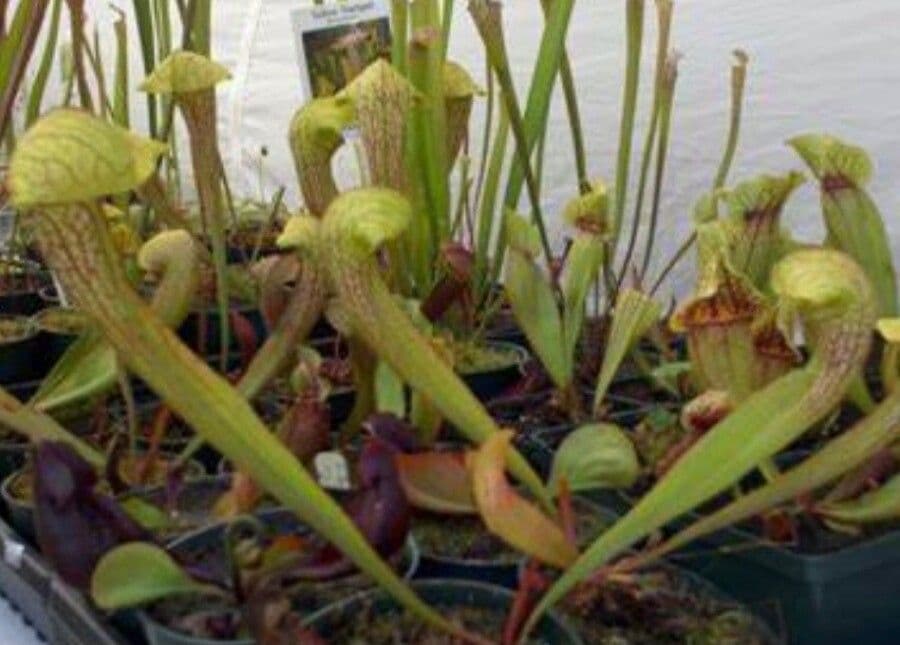 Sarracenia minore 13