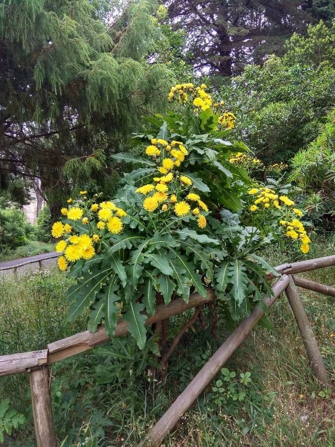 Strauchdistel 6
